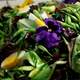 Image for article titled Google embraces inclusivity by making its salad emoji egg-free, "vegan"